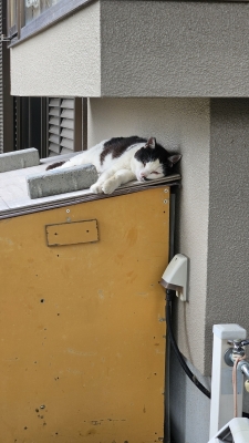 JIROU(ｼﾞﾛｳ) 猫🐱