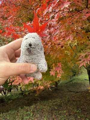 ARASHI(ｱﾗｼ) 【亀とうさぎの話】