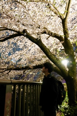 NICHE(ﾆｰﾁｪ) 桜