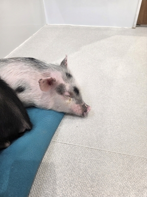 SEIICHIRO(ｾｲｲﾁﾛｳ) 生まれ変わったらブタになります