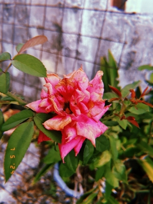 KEEYA(ｹｰﾔ) ピンクの薔薇