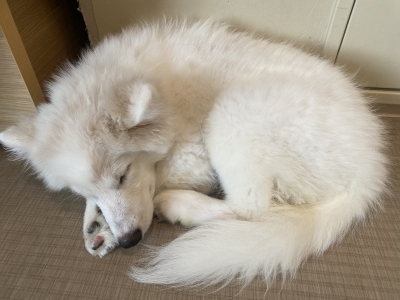 KEI(ケイ) 犬派猫派
