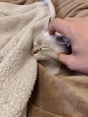 KEISUKE(ｹｲｽｹ) お猫様🐱