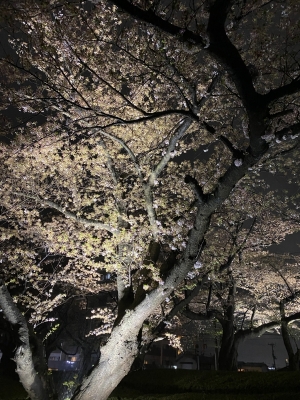 REO(ﾚｵ) 夜桜✨