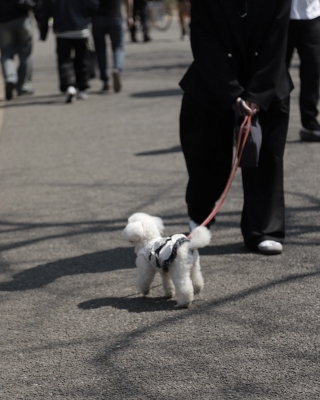 MASH(ﾏｯｼｭ) お犬のお散歩　in代々木公園