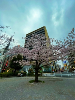 NAOKI(ﾅｵｷ) 桜今年もありがとう。