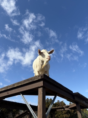 MOCHI（ﾓﾁ） 自己投資。