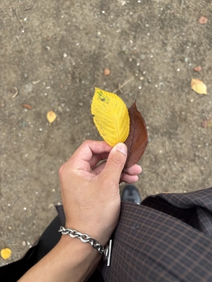 MASH(マッシュ) 秋を見つけてきた