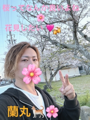 RANMARU(ﾗﾝﾏﾙ) 桜