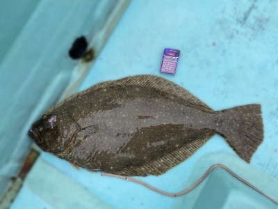 ITSUKI(ｲﾂｷ) 趣味のお話…