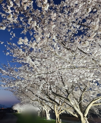  YUKI(ﾕｷ) 夜桜
