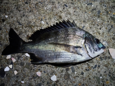 KOYOI(ｺﾖｲ) 大物釣れたよ