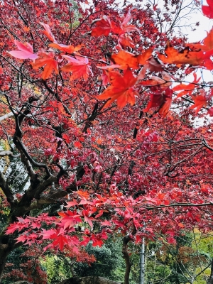 MIKUTO(ﾐｸﾄ) 紅葉見ました🍁✨