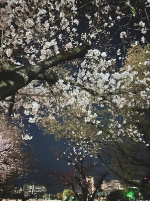 YUU(ﾕｳ) 夜桜