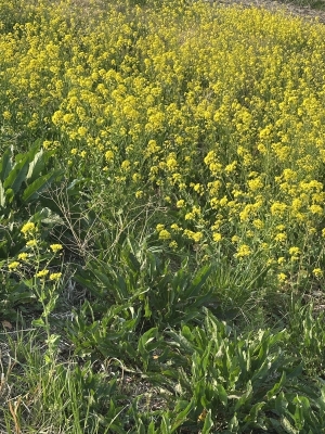 ATSUSHI(ｱﾂｼ) 花粉ニモマケズ。土手に咲いた菜の花に春を感ず