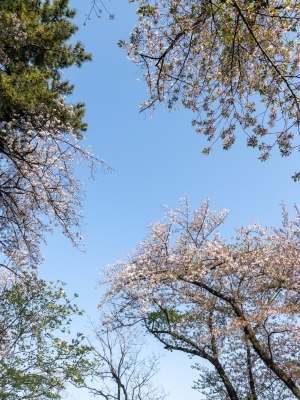 HIKARU(ﾋｶﾙ) ベルリンの桜