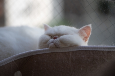 YOATO(ﾖｱﾄ) 眠そうな猫