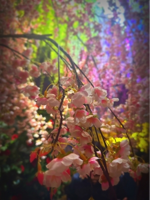 GENKI(ｹﾞﾝｷ) 素敵な桜を見るために