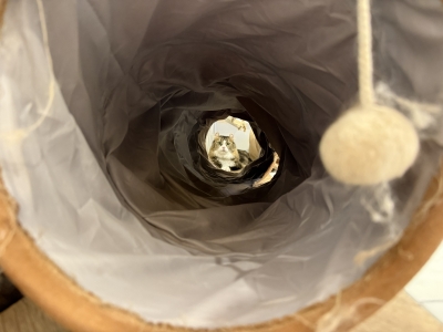 KIRITO(ｷﾘﾄ) 驚きぬこ