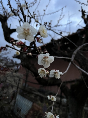 KEITO(ｹｲﾄ) 梅の花