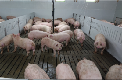 AISA(ｱｲｻ) ひこま豚🐷