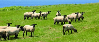 AISA(ｱｲｻ) 焼尻サフォーク🐑
