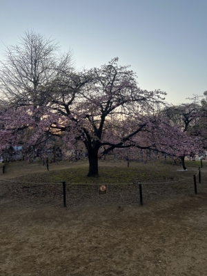 KAZUKI(ｶｽﾞｷ) 🌸？！