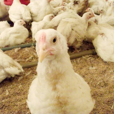 AISA(ｱｲｻ) 鶏にも色々いるんです🐓