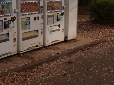 MASH(ﾏｯｼｭ) 何げない風景ほど、価値がある