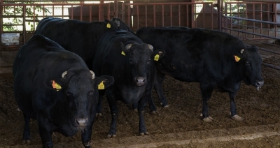 AISA(ｱｲｻ) 今日は牛さんの話したい気分🐂
