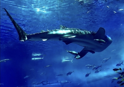 HIROYA(ﾋﾛﾔ) 水族館