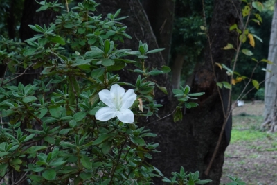 MASH(マッシュ) 白い一輪のお花