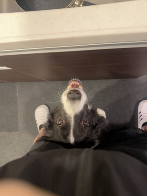 ATSUMU（ｱﾂﾑ） かまちょ犬