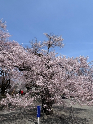 WAKA(ﾜｶ) 寒いよ〜ぅ。。