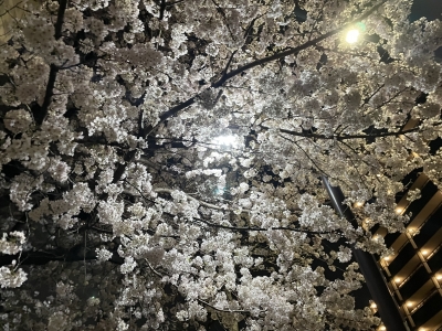 RISE(ﾘｾ) 桜☺︎