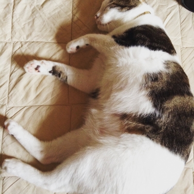HIROYA(ﾋﾛﾔ) 猫かわいい