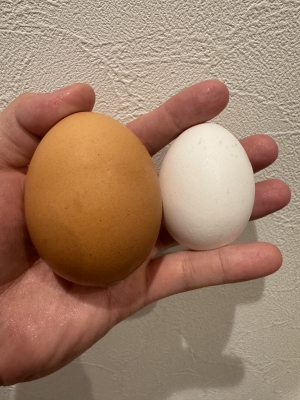 YUUSHI(ﾕｳｼ) 大きくて濃厚...🥚