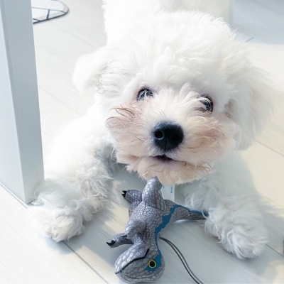 RYU(ﾘｭｳ) わんちゃん🐶