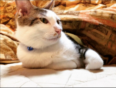 HIROYA(ﾋﾛﾔ) 僕の愛猫