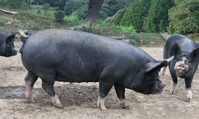 AISA(ｱｲｻ) かごしま黒豚🐷