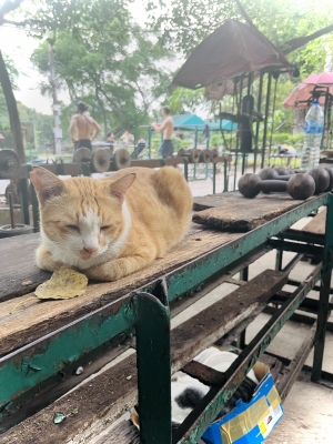 MOCHI（ﾓﾁ） どっちなんだい。