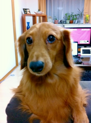 MIKITO(ﾐｷﾄ) 犬猫は勿論動物大好き