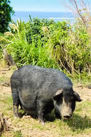 AISA(ｱｲｻ) 今帰仁アグー🐷