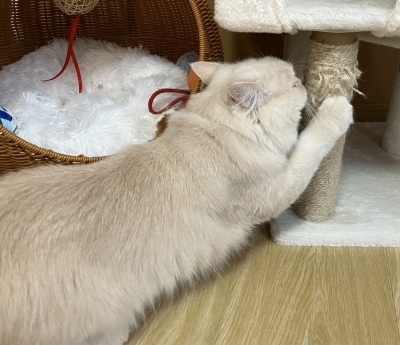 BOSS(ﾎﾞｽ) (^ට ‧̫ ට^)੭