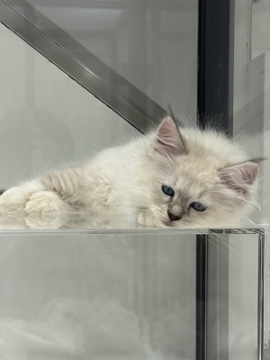 CHIBA(ﾁﾊﾞ) 圧倒的猫派😤😤😤