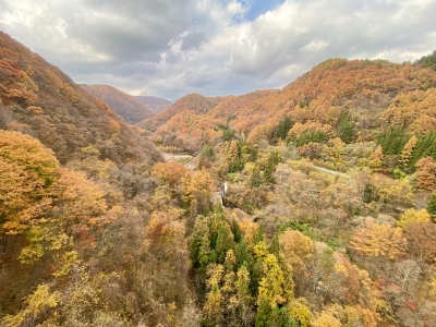 MITSUYA(ミツヤ) 紅葉