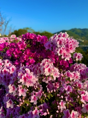 SHUN(ｼｭﾝ) 花言葉🌺