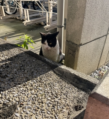 SHINNOSUKE(ｼﾝﾉｽｹ) やれることやる