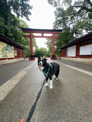 ATSUMU(アツム) 雨上がりの朝んぽ