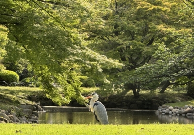 MAMORU(ﾏﾓﾙ) みどりの日🌳♡